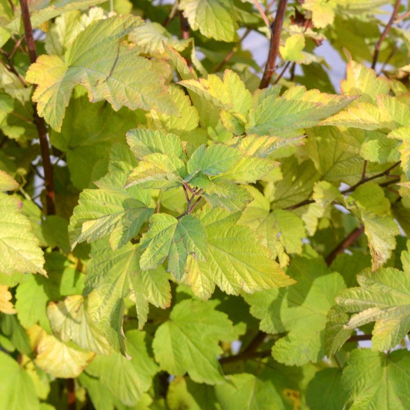 Lännenheisiangervo - Physocarpus opulifolius (Lehvistö)