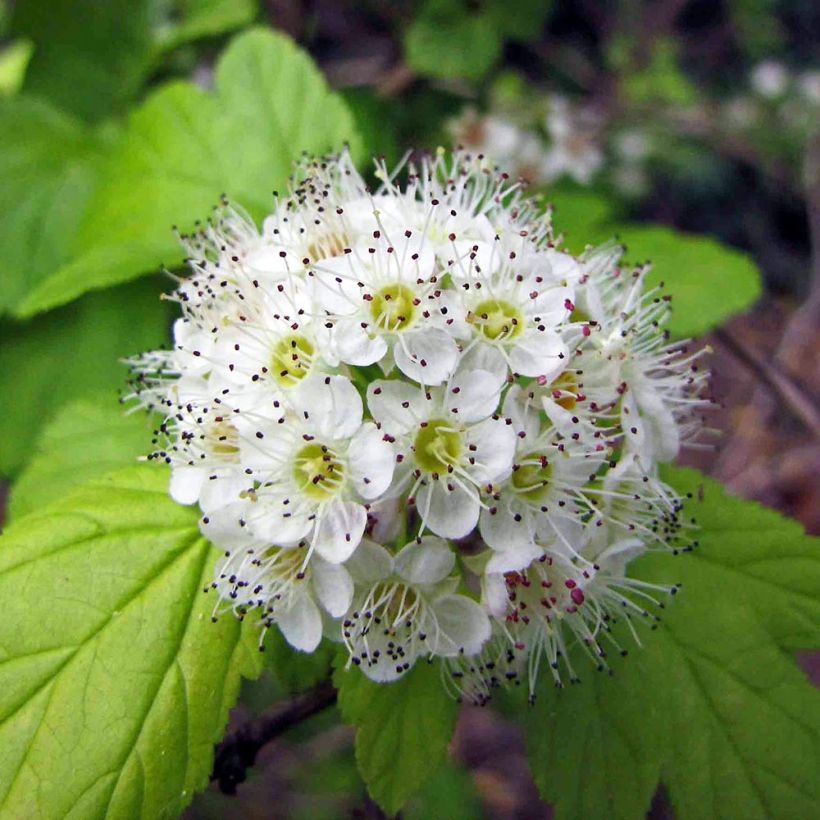 Lännenheisiangervo - Physocarpus opulifolius (Kukinta)