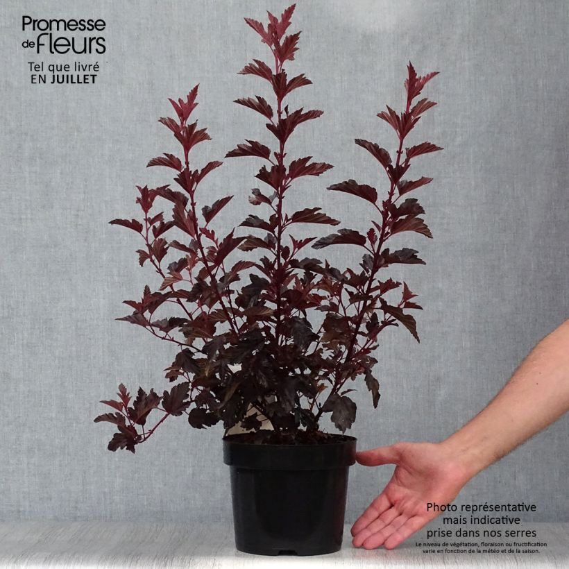Esimerkki kesällä toimitetusta Lännenheisiangervo ALL Black Pot de 3L/4L-taimesta