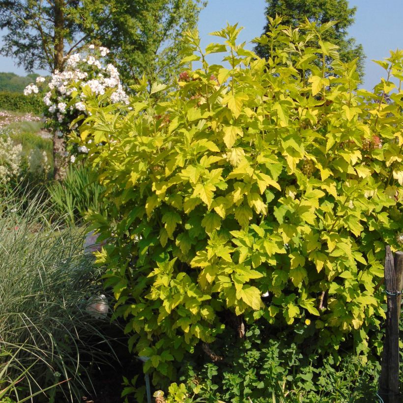 Esimerkki toimitetusta Physocarpus opulifolius Angel Gold - Physocarpe Pot de 3L/4L-taimesta