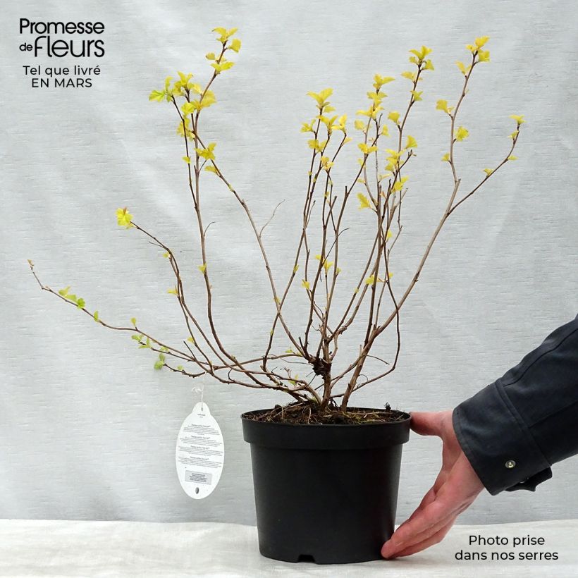 Esimerkki keväällä toimitetusta Lännenheisiangervo Anny's Gold Pot de 3L/4L-taimesta