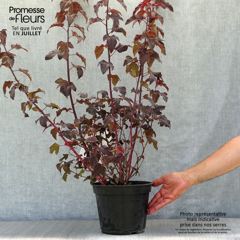 Esimerkki kesällä toimitetusta Lännenheisiangervo Lady in Red Pot de 3L/4L-taimesta