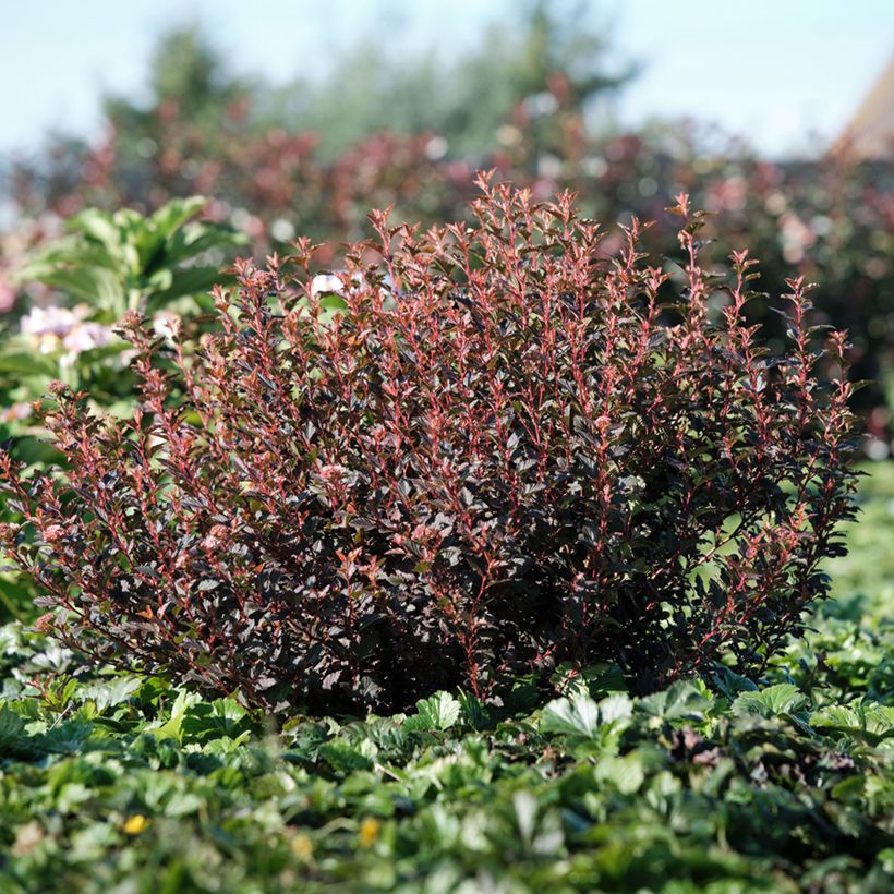 Lännenheisiangervo Magic Sweet Cherry Tea (Kasvutapa)