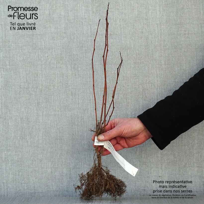 Esimerkki talvella toimitetusta Lännenheisiangervo - Physocarpus opulifolius Petites Racines nues-taimesta