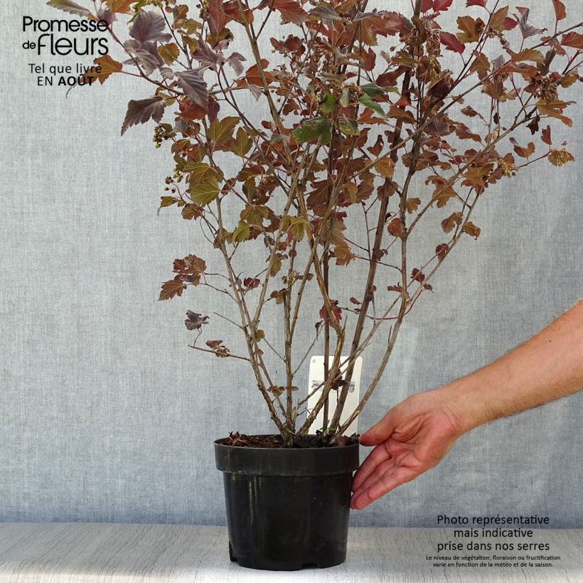 Esimerkki kesällä toimitetusta Lännenheisiangervo Summer Wine Pot de 3L/4L-taimesta