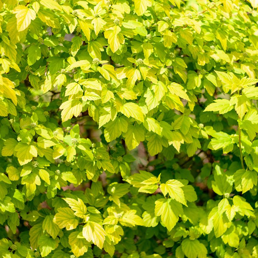 Lännenheisiangervo Tiny Wine Gold (Lehvistö)