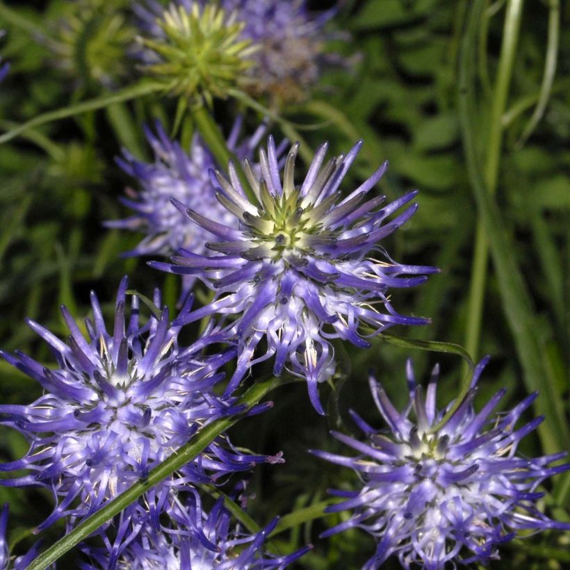 Phyteuma scheuchzeri (Kukinta)