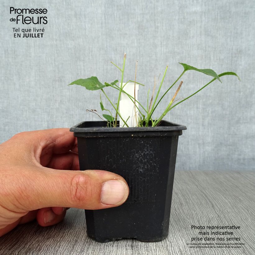 Esimerkki kesällä toimitetusta Phyteuma scheuchzeri Godet de 8/9 cm-taimesta