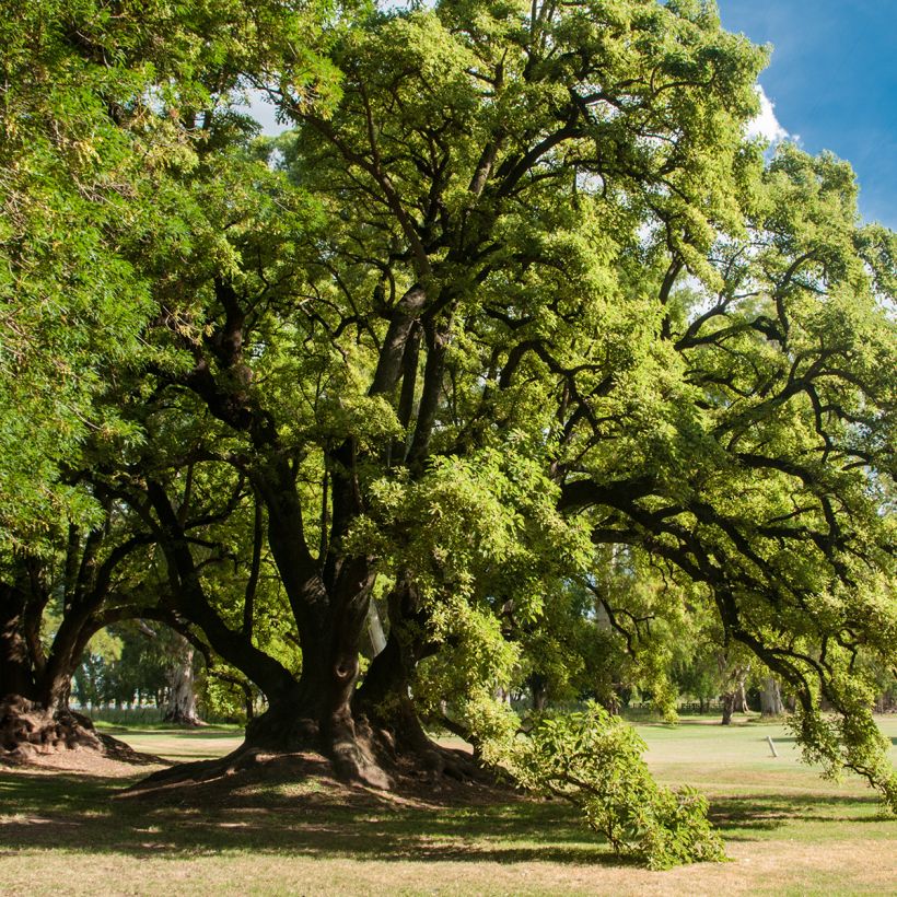 Puukermesmarja - Phytolacca dioica (Kasvutapa)
