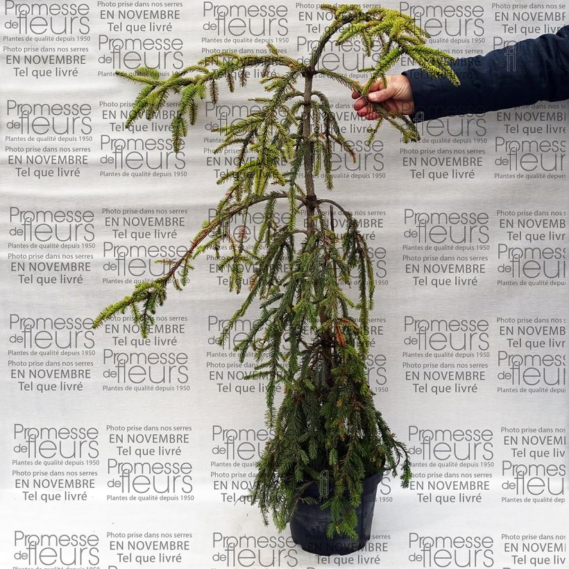 Esimerkki toimitetusta Metsäkuusi Aarburg Pot de 7,5L/10L-taimesta