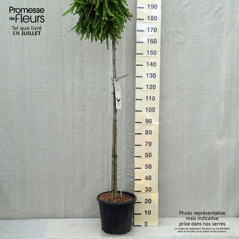 Esimerkki kesällä toimitetusta Metsäkuusi Frohburg Pot de 20L/25L, Haute-Tige-taimesta