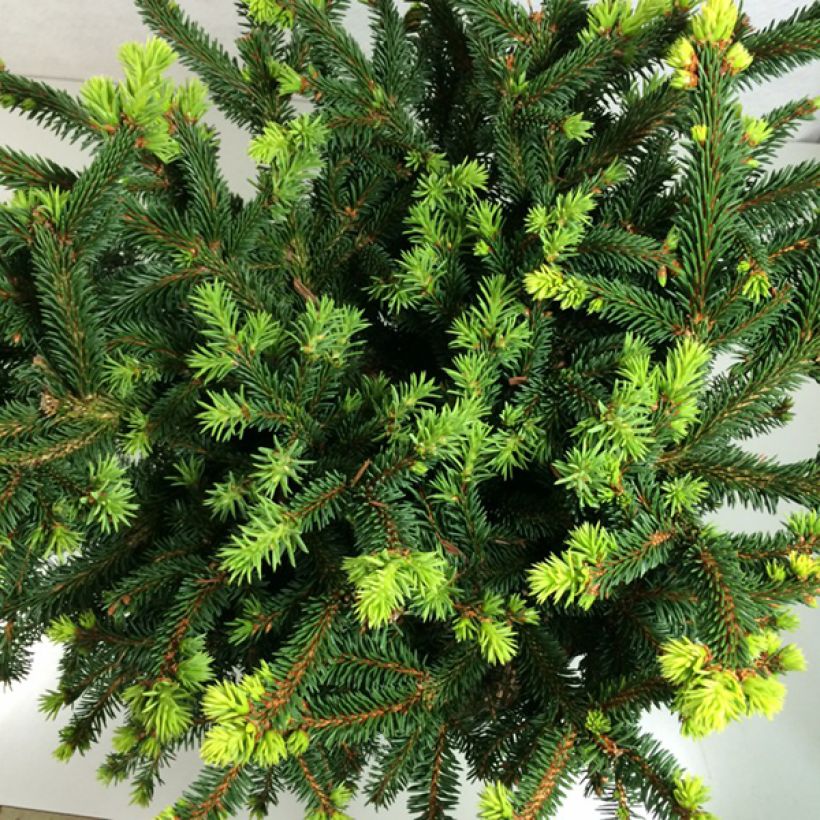 Metsäkuusi Hana Subutus (Lehvistö)