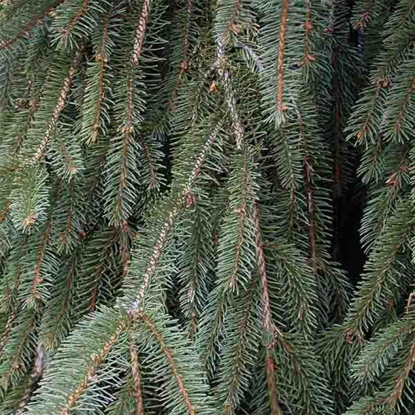 Metsäkuusi Inversa (Lehvistö)