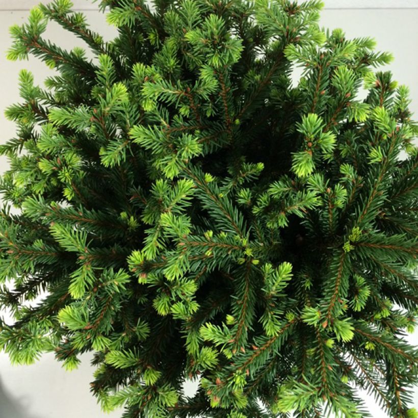 Metsäkuusi Maxwellii (Lehvistö)