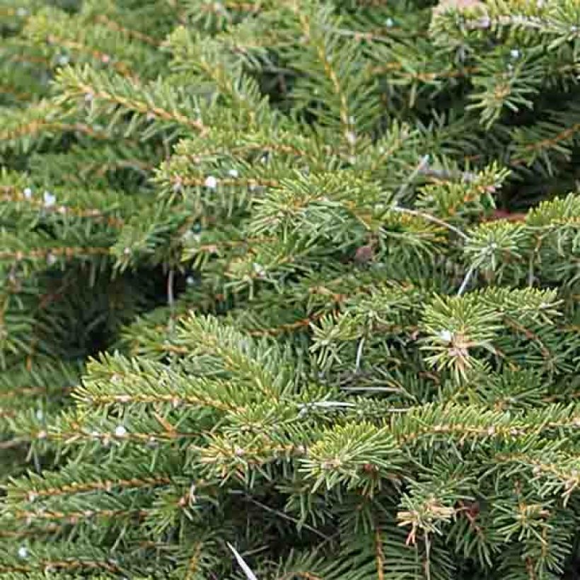 Metsäkuusi Nidiformis (Lehvistö)