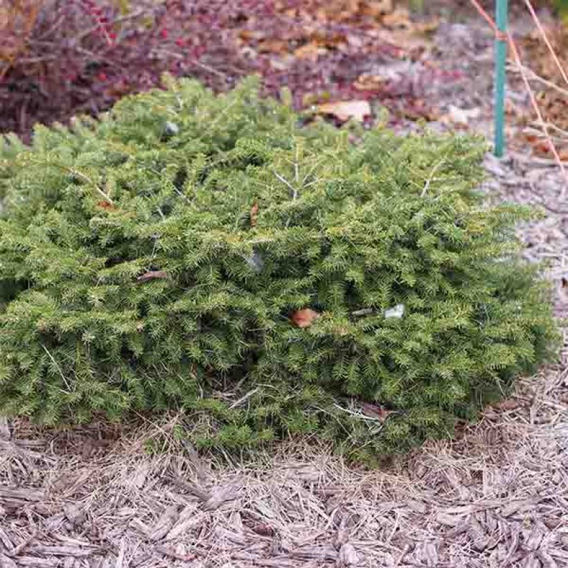 Metsäkuusi Nidiformis (Kasvutapa)