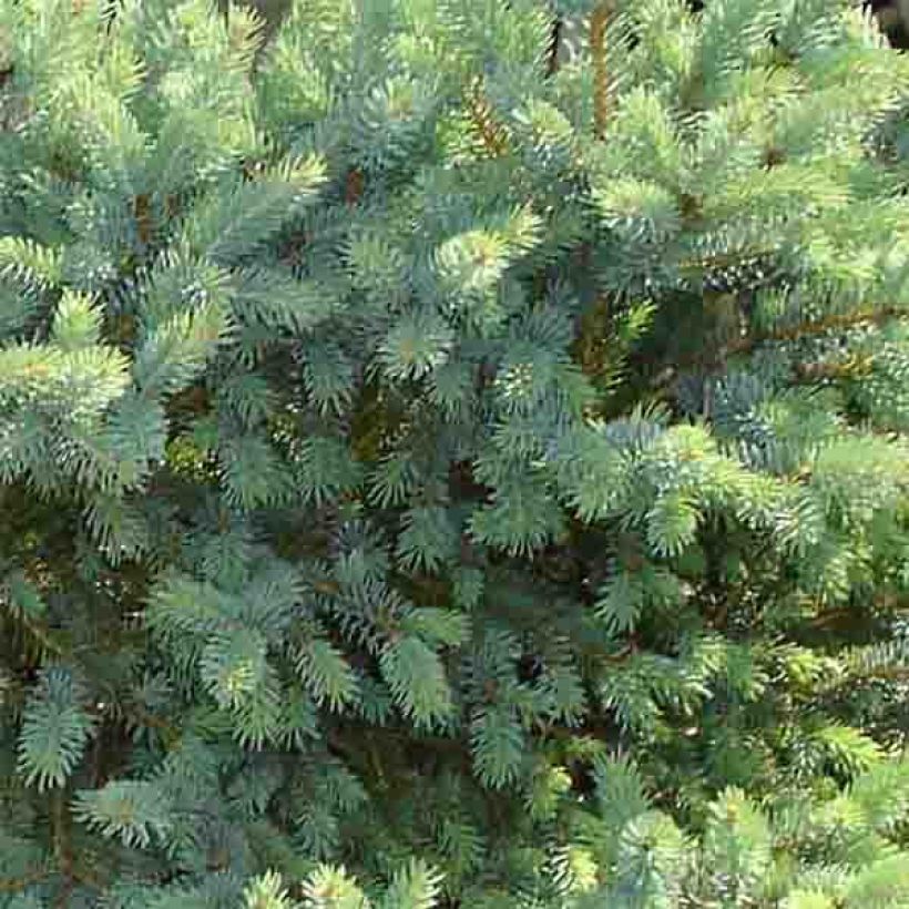 Valkokuusi Cecilia (Lehvistö)