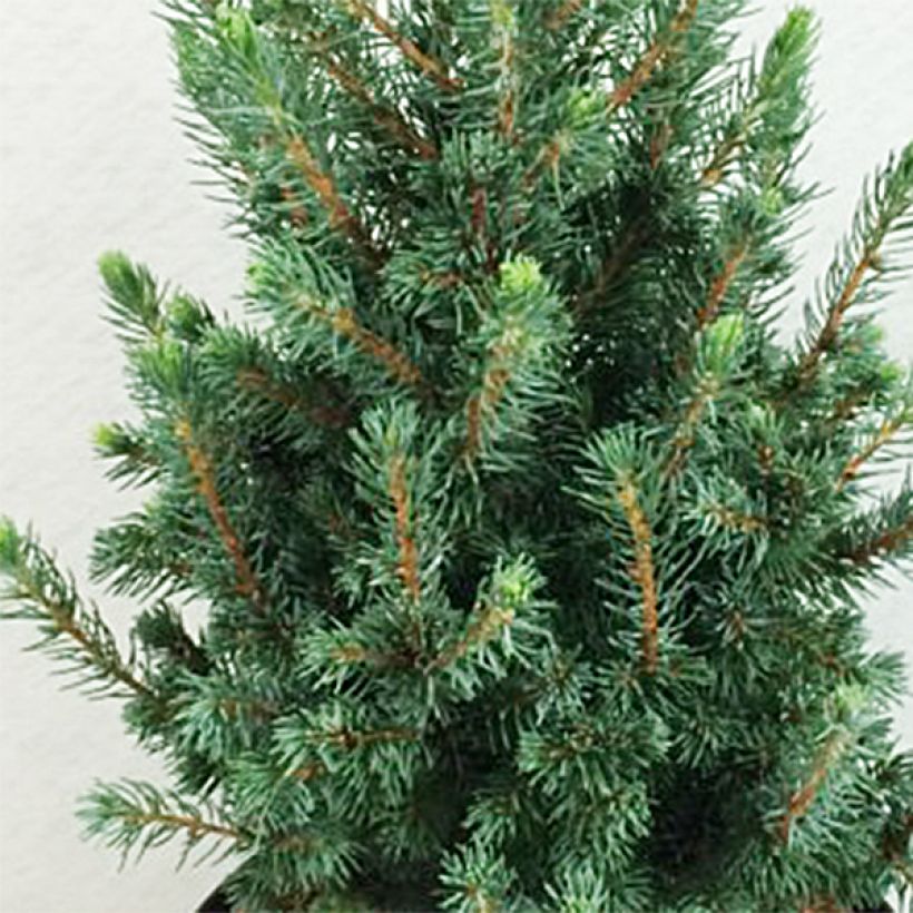 Valkokuusi Conica Blue (Sander's Blue) (Lehvistö)