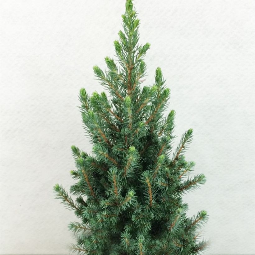 Valkokuusi Conica Blue (Sander's Blue) (Kasvutapa)