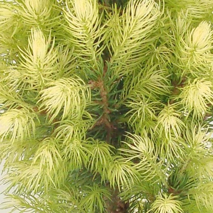 Valkokuusi Daisy's White (Lehvistö)