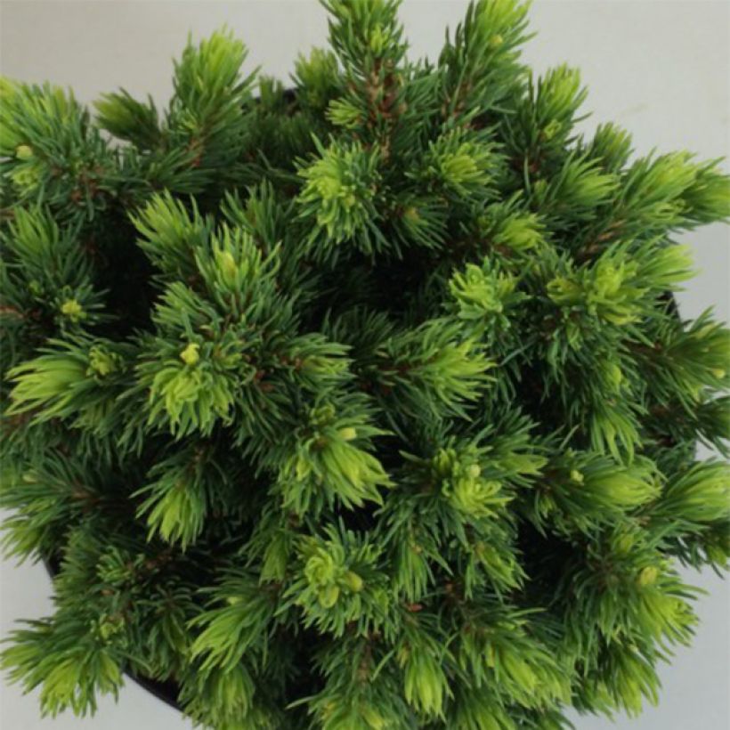 Valkokuusi Dendrofarma Gold (Lehvistö)