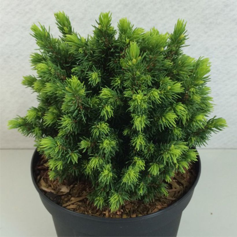 Valkokuusi Dendrofarma Gold (Kasvutapa)