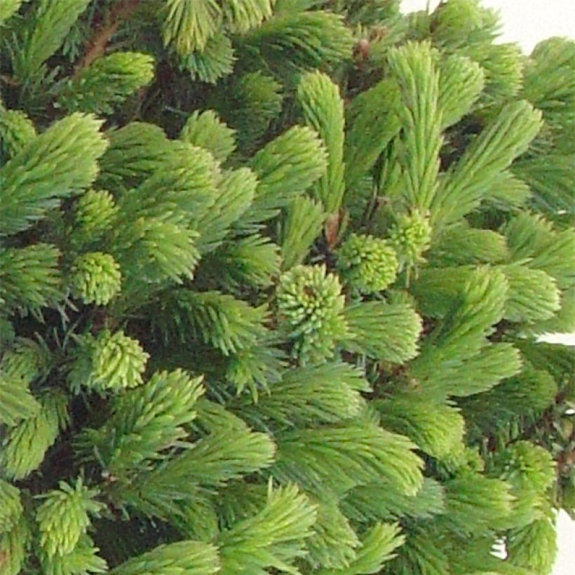 Valkokuusi Echiniformis (Lehvistö)