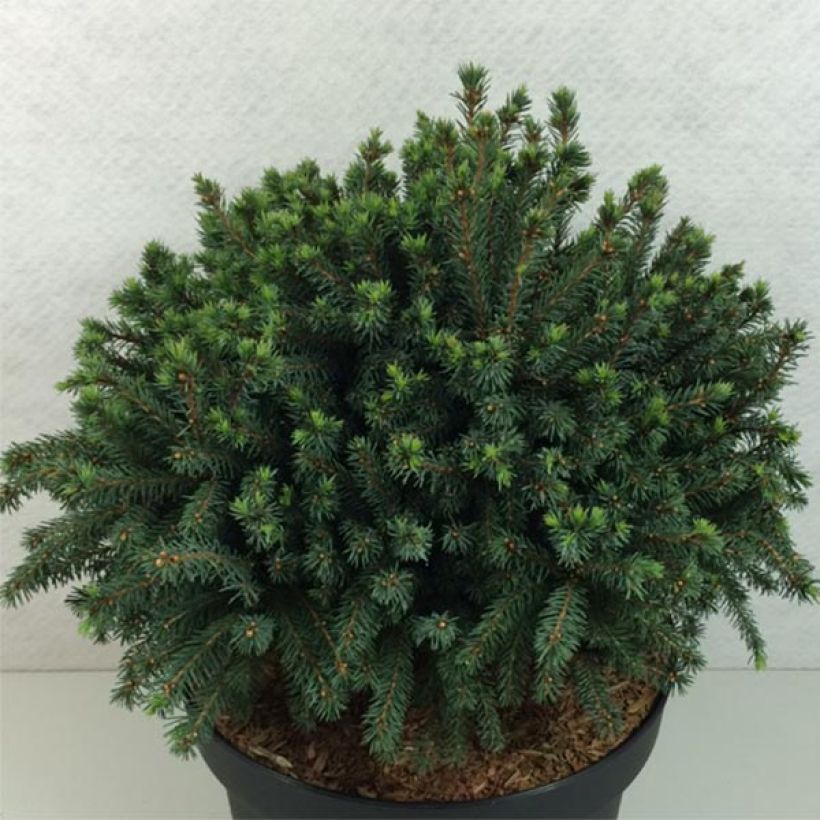 Valkokuusi Echiniformis Echt (Kasvutapa)