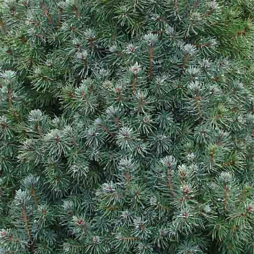 Valkokuusi Sander's Blue (Lehvistö)