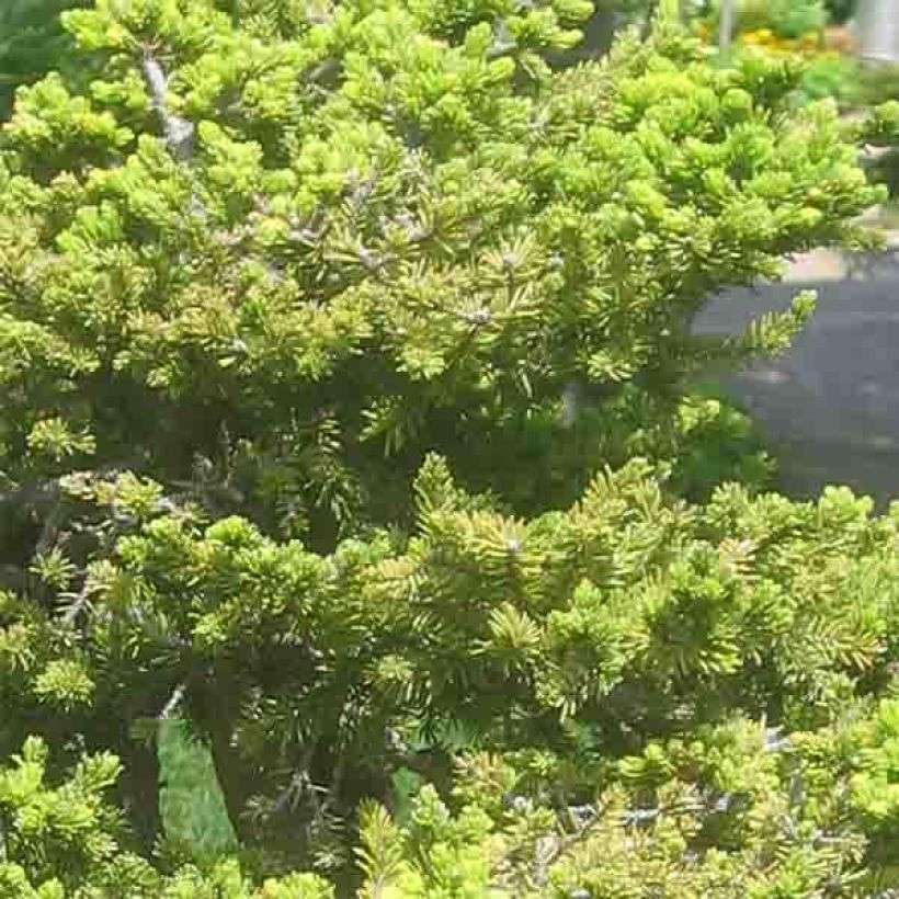 Ajaninkuusi var. hondoensis (Lehvistö)