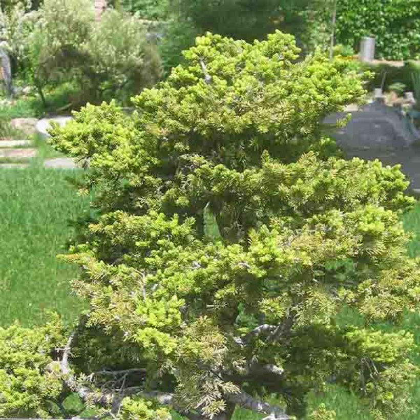 Ajaninkuusi var. hondoensis (Kasvutapa)
