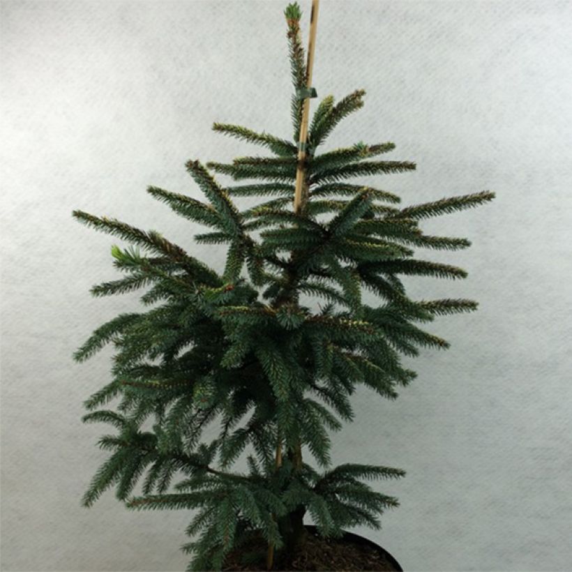 Mustakuusi Aurea (Kasvutapa)