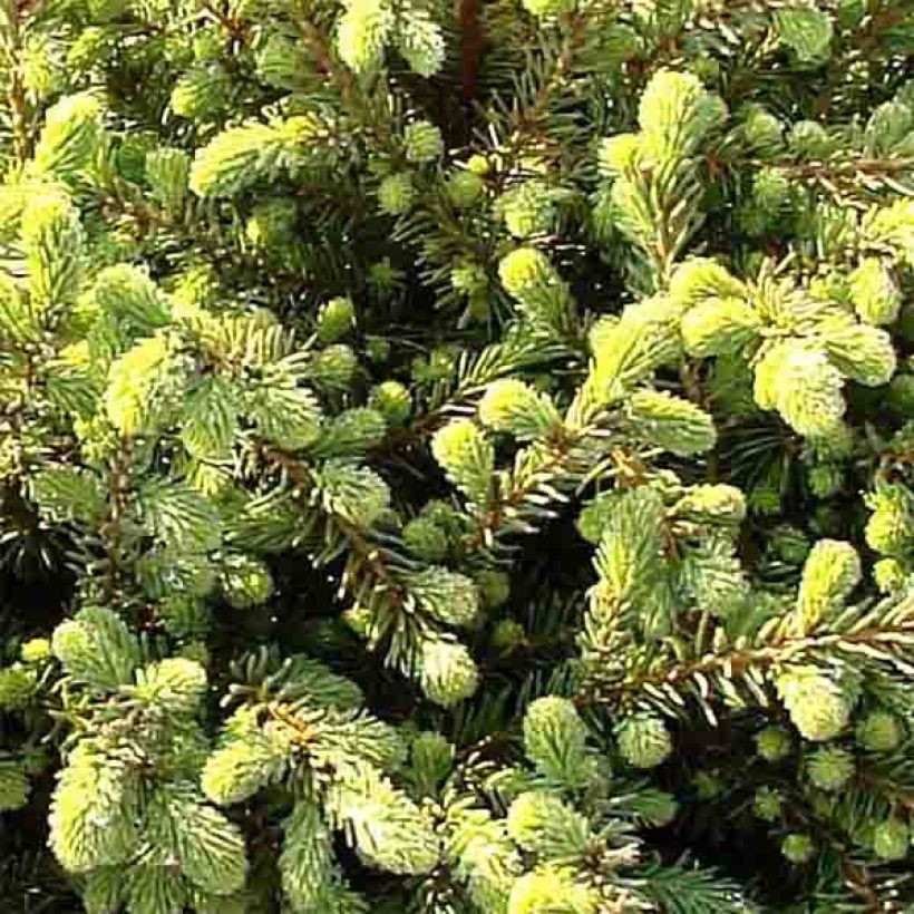 Mustakuusi Nana (Lehvistö)