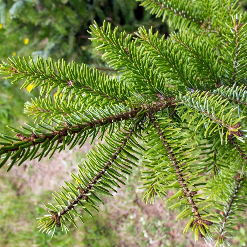 Serbiankuusi - Picea omorika (Lehvistö)