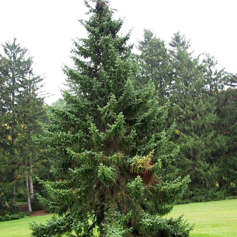 Serbiankuusi - Picea omorika (Kasvutapa)