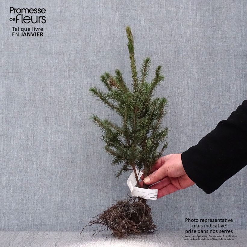 Esimerkki talvella toimitetusta Serbiankuusi - Picea omorika Petites Racines nues-taimesta