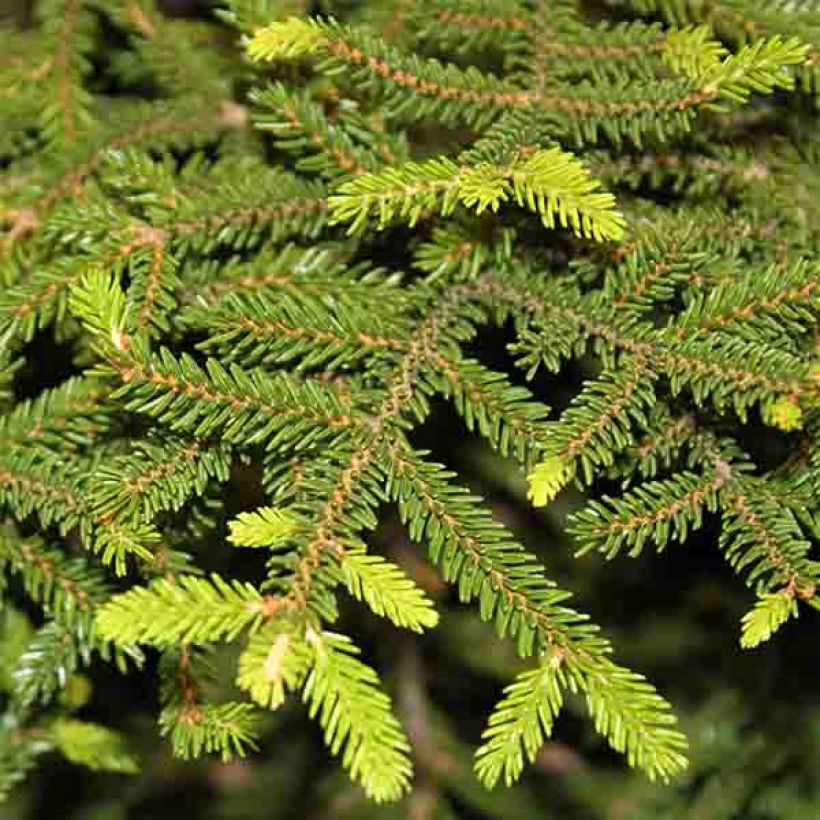 Idänkuusi Gracilis (Lehvistö)