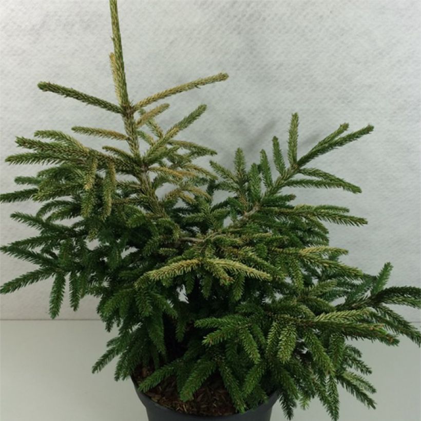 Idänkuusi Silver Seedling (Kasvutapa)