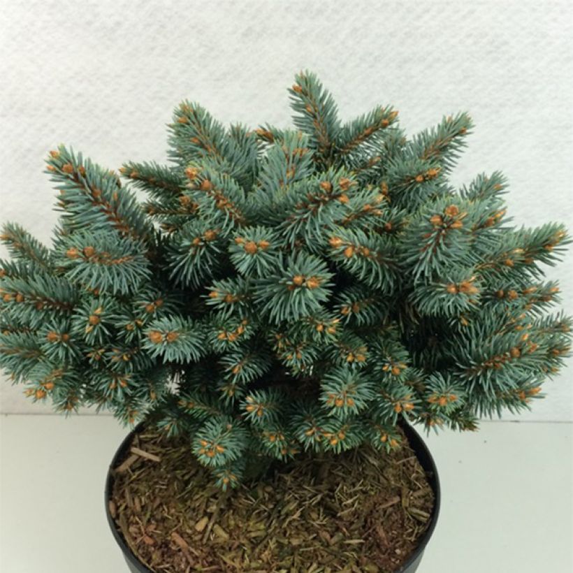 Okakuusi Blaukissen (Kasvutapa)