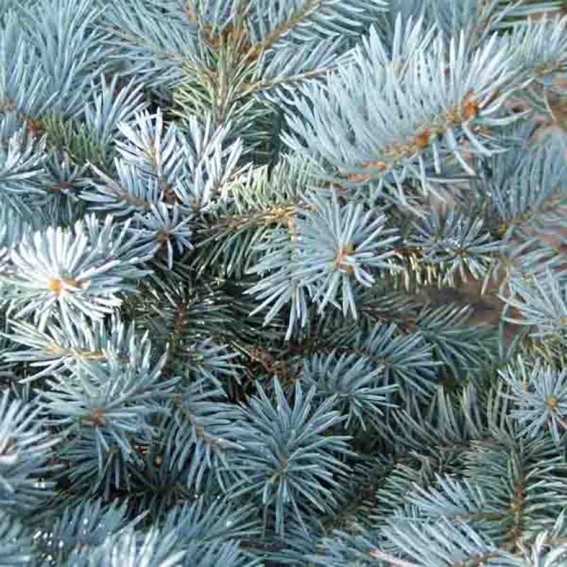 Okakuusi Glauca Globosa (Lehvistö)