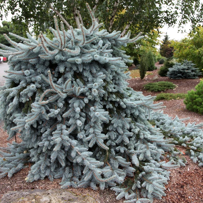 Okakuusi Glauca Pendula (Kasvutapa)