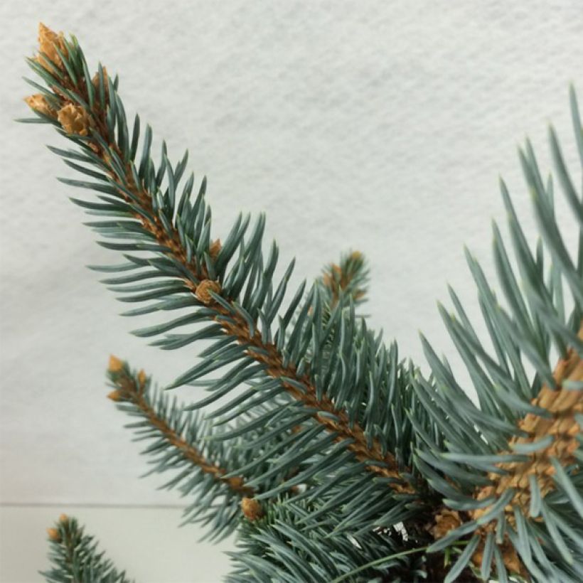 Okakuusi Iseli Foxtail (Lehvistö)