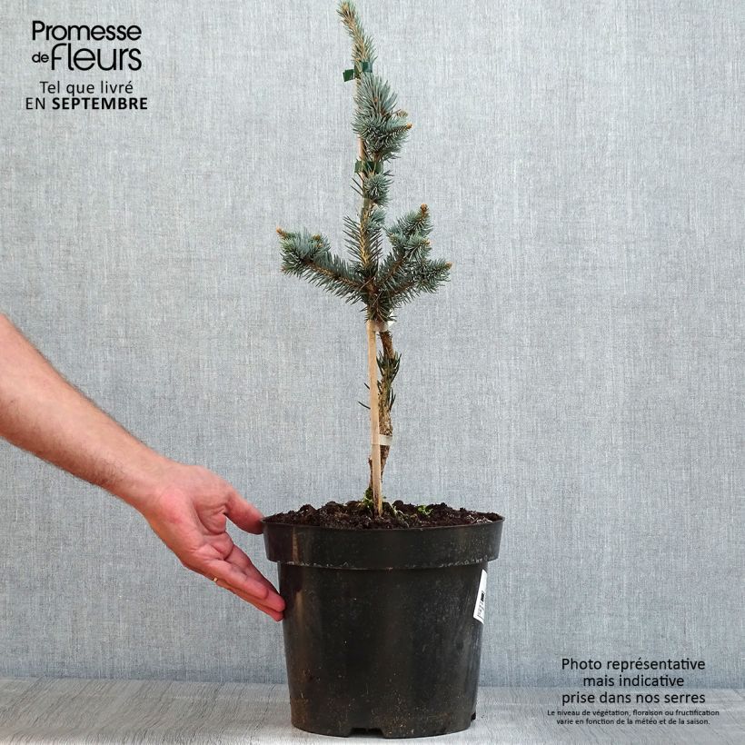 Esimerkki kesällä toimitetusta Okakuusi Iseli Foxtail Pot de 3L/4L-taimesta