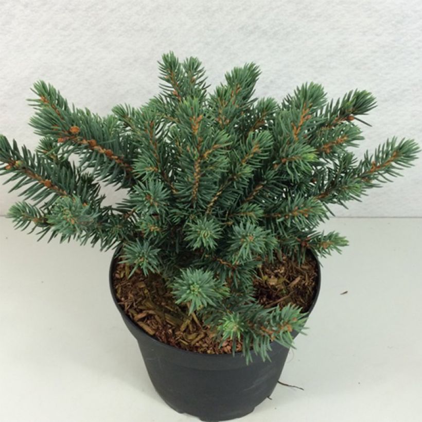 Okakuusi Sonia (Kasvutapa)