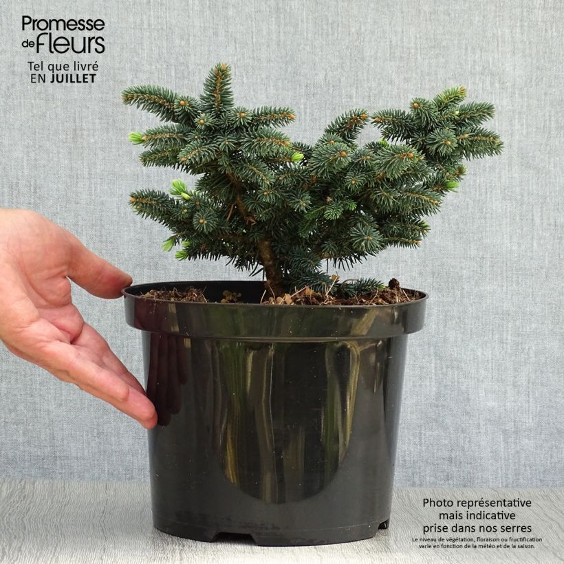 Esimerkki kesällä toimitetusta Okakuusi Sonia Pot de 4L/5L-taimesta