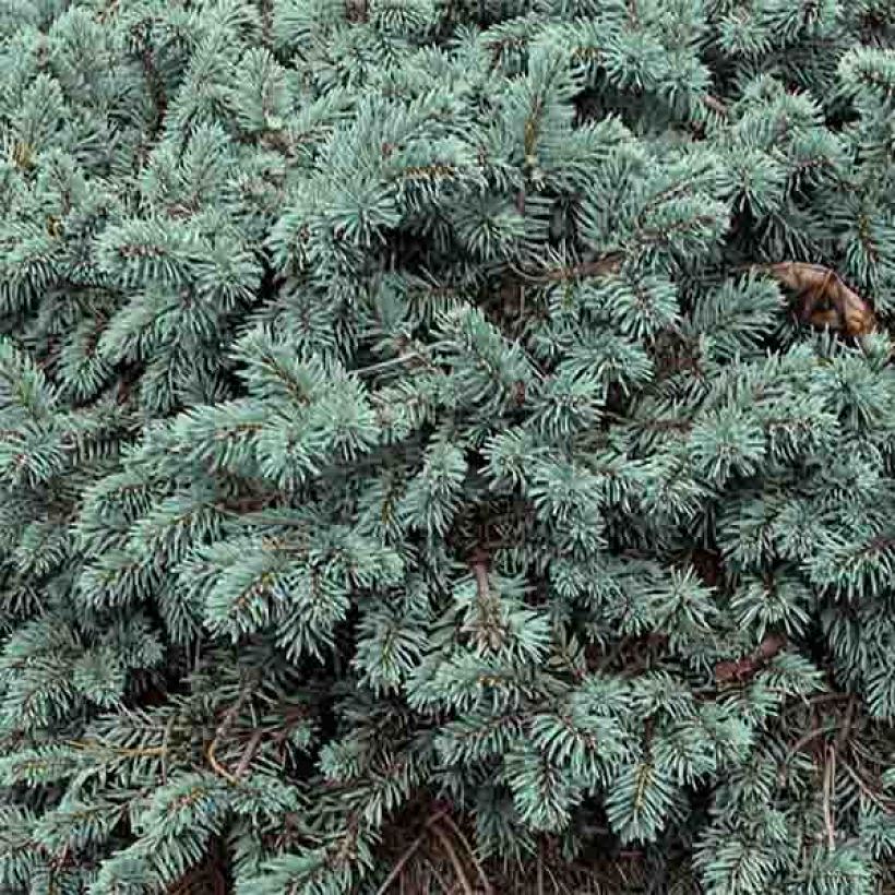 Okakuusi Waldbrunn (Lehvistö)