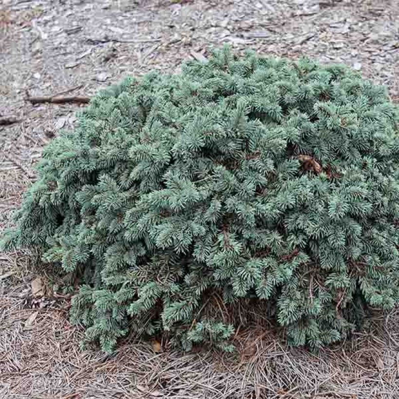 Okakuusi Waldbrunn (Kasvutapa)