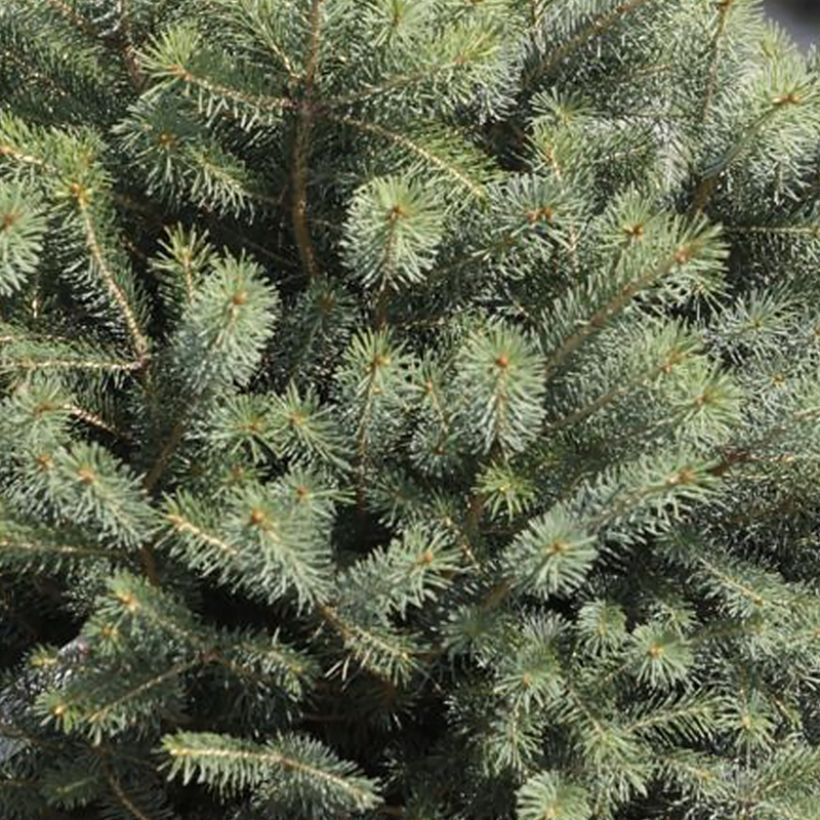 Sitkankuusi Nana (Lehvistö)