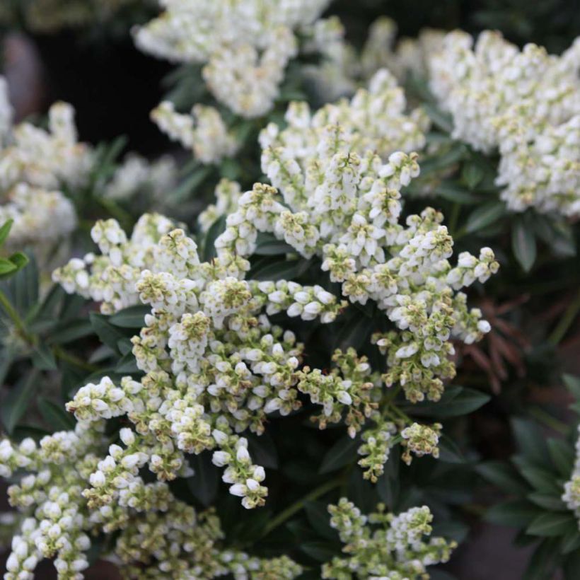 Japaninkellovaivero Debutante (Kukinta)