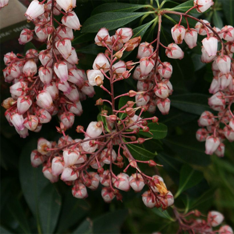 Japaninkellovaivero Katsura (Kukinta)